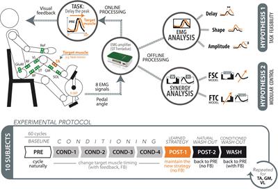 Reorganization of Muscle Coordination Underlying Motor Learning in Cycling Tasks